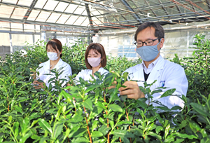 日本一早い茶摘みを行いました。