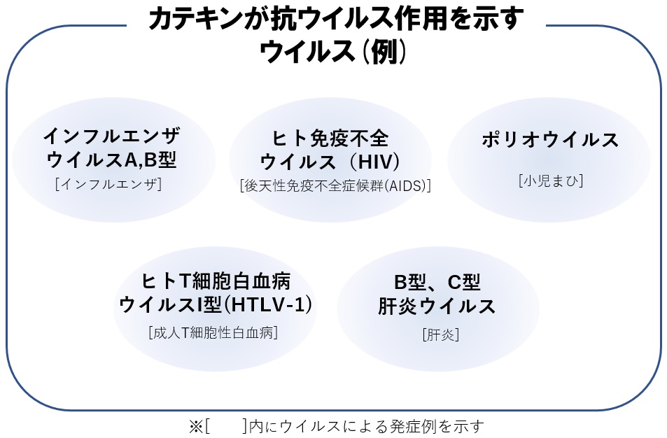カテキンが抗ウイルス作用を示す ウイルス例 インフルエンザウイルス A,B型 ヒト型免疫不全ウイルス （HIV） ポリオウイルス ヒトT細胞白血病ウイルスI型（HTLV-1） B型、C型 肝炎 ウイルス