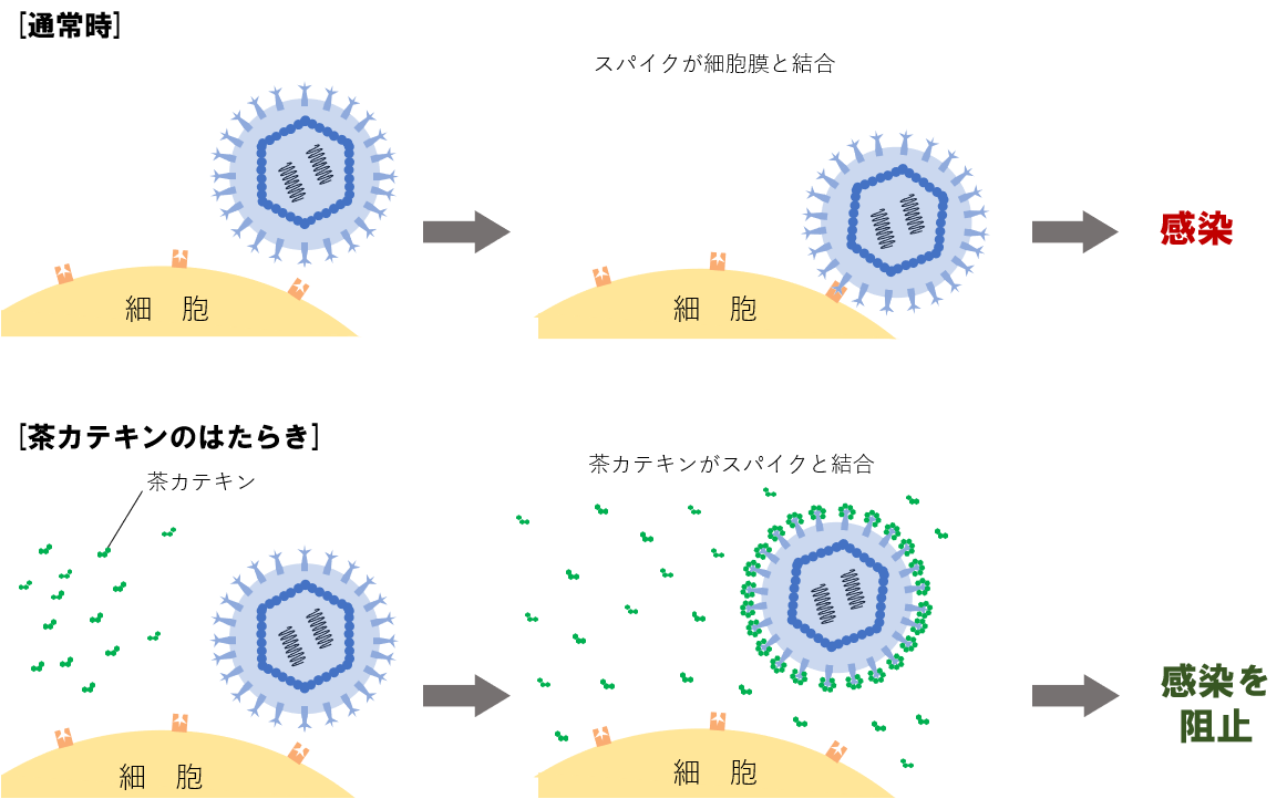 茶カテキンのはたらき