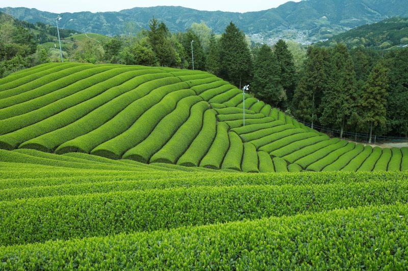 茶畑