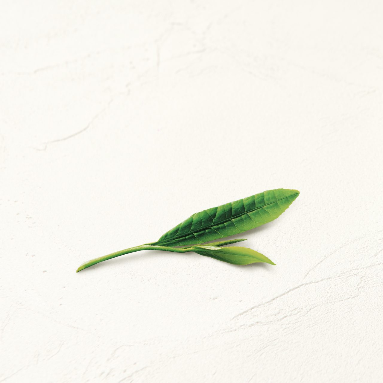 茶葉の写真