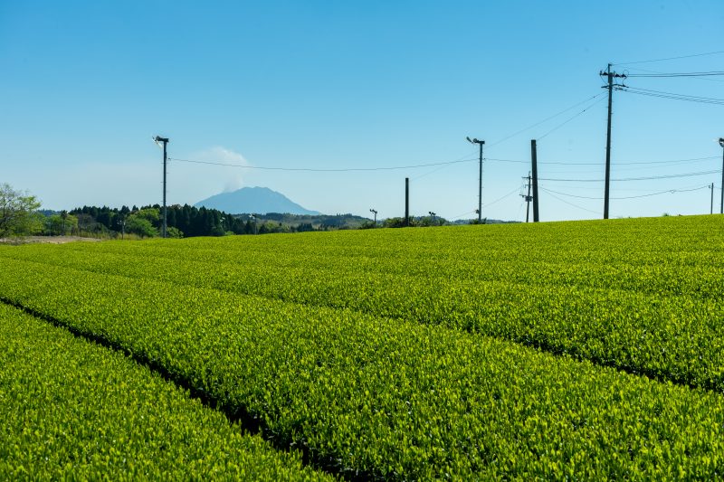 鹿児島の茶畑