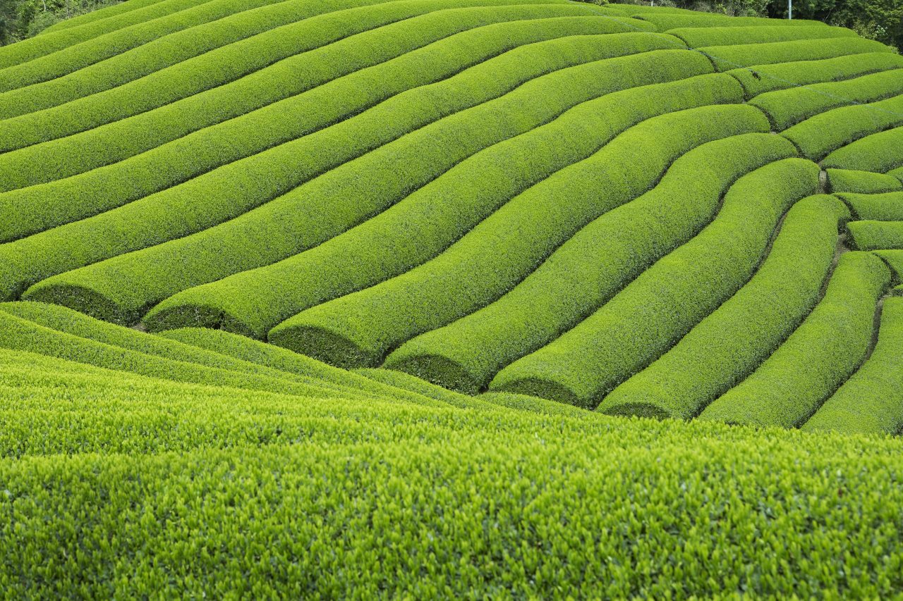 宇治の茶畑